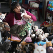 Законопроект №7220. Анализ законопроекта. Юридическая компания "Гранд Иншур".